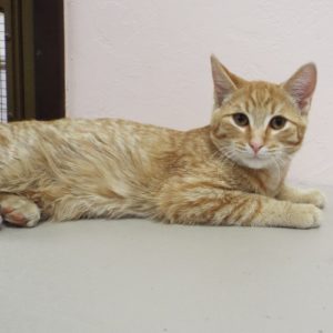 Picture of Sampson