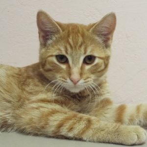 Picture of Sampson