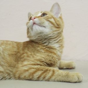 Picture of Sampson