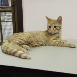 Picture of Sampson