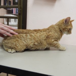 Picture of Sampson