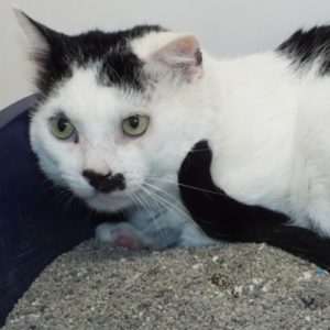 Picture of Scooter