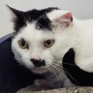Picture of Scooter
