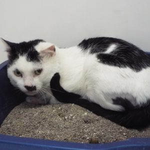 Picture of Scooter