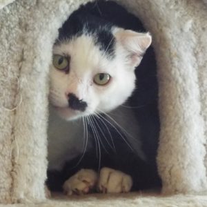 Picture of Scooter