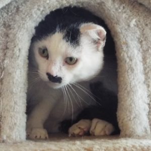 Picture of Scooter