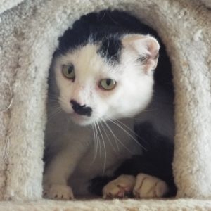 Picture of Scooter