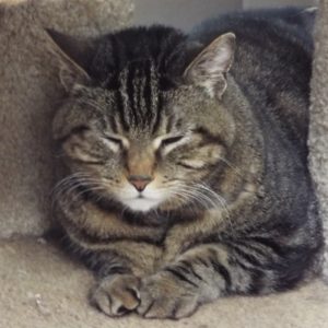 Picture of Sheba