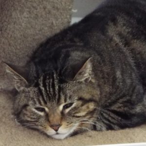 Picture of Sheba