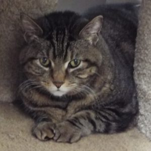 Picture of Sheba