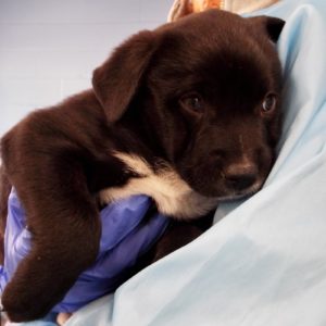 Picture of Sugar