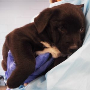 Picture of Sugar
