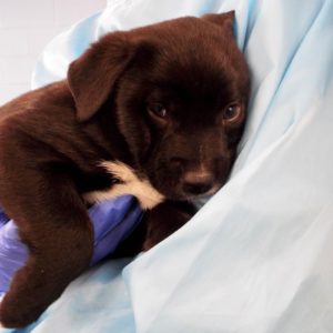 Picture of Sugar