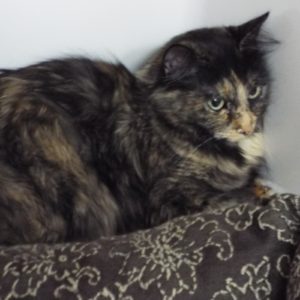 Picture of Tomika