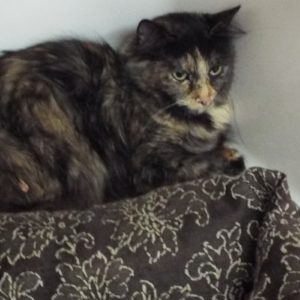 Picture of Tomika