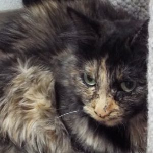 Picture of Tomika
