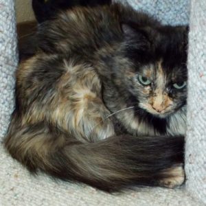 Picture of Tomika