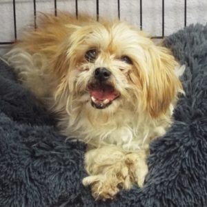 Picture of Willie