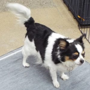 Picture of Bella