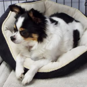 Picture of Bella
