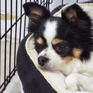 Picture of Bella