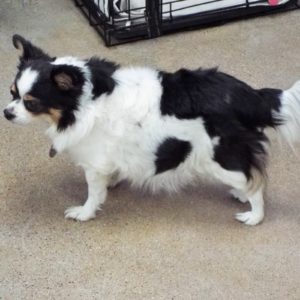 Picture of Bella