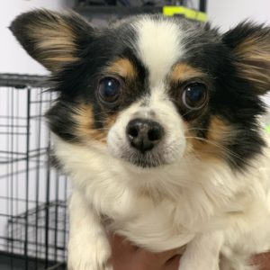 Picture of Bella