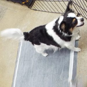 Picture of Bella