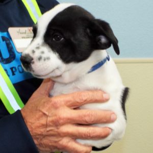 Picture of Bentley