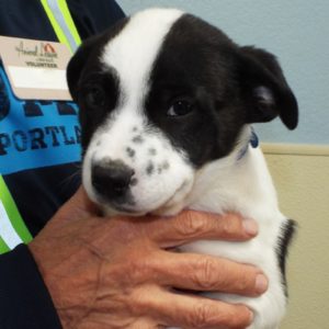 Picture of Bentley