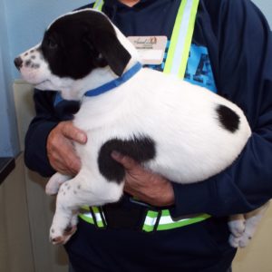 Picture of Bentley