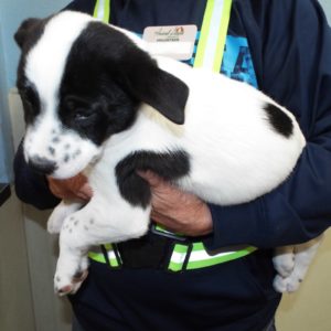 Picture of Bentley