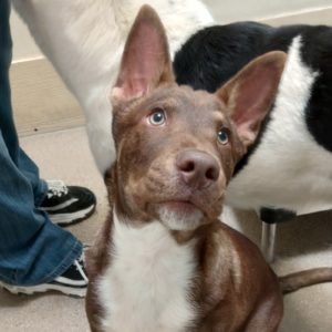 Picture of Bud