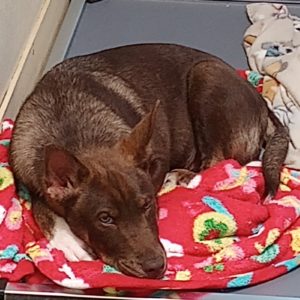 Picture of Bud