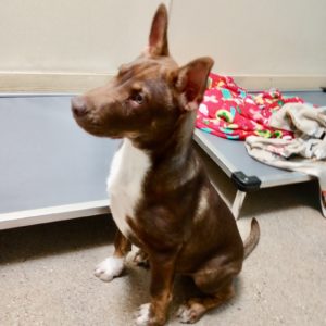Picture of Bud