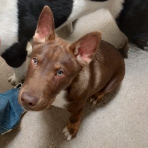 Picture of Bud