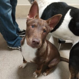 Picture of Bud