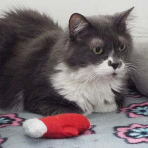 Picture of Charlie