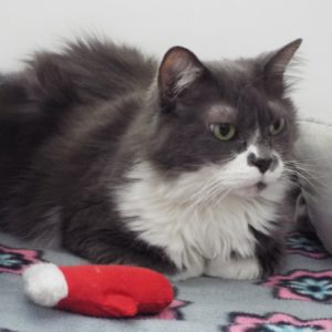 Picture of Charlie