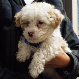 Picture of Cuddles