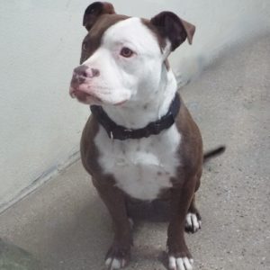 Picture of Diesel