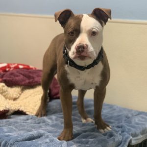 Picture of Diesel
