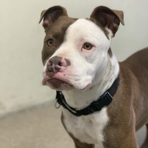 Picture of Diesel