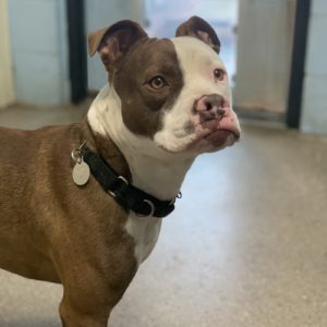 Picture of Diesel