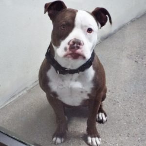 Picture of Diesel