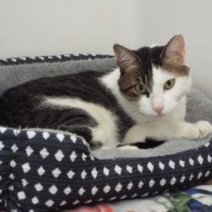 Picture of Domino