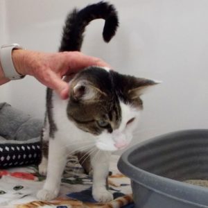 Picture of Domino