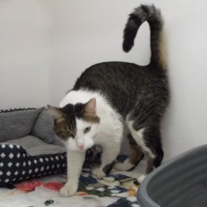 Picture of Domino