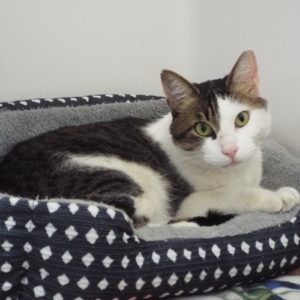 Picture of Domino