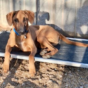 Picture of Duke
